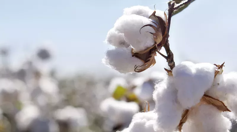 These are the differences between cotton and bamboo clothing